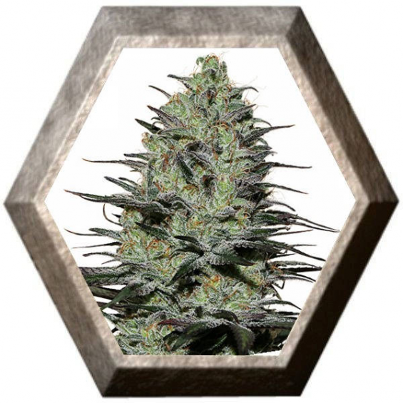 Morpheus 1 semilla Buddha Seeds BUDDHA SEEDS BUDDHA SEEDS