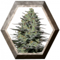 Morpheus 1 semilla Buddha Seeds