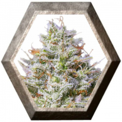 Blue Gelato 41 1 semilla Barney´s Farm Seeds BARNEY´S FARM SEEDS  BARNEY´S FARM