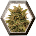 Blueberry OG 1 semilla Barney´s Farm Seeds