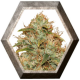 CBD Lemon Potion Auto 1 semilla Barney´s Farm Seeds