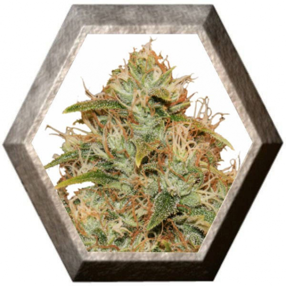 CBD Lemon Potion Auto 1 semilla Barney´s Farm Seeds BARNEY´S FARM SEEDS  BARNEY´S FARM