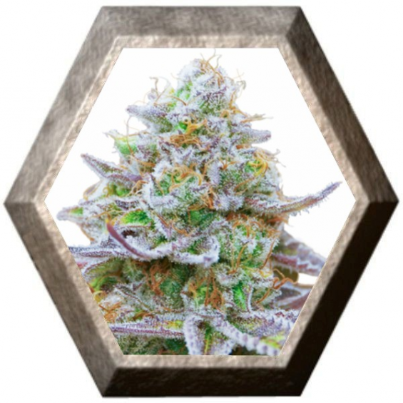 Gorilla Zkittlez 1 semilla Barney´s Farm Seeds BARNEY´S FARM SEEDS  BARNEY´S FARM