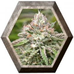 Peyote Critical 1 semilla Barney´s Farm Seeds BARNEY´S FARM SEEDS  BARNEY´S FARM