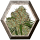 Phantom OG 1 semilla Barney´s Farm Seeds BARNEY´S FARM SEEDS  BARNEY´S FARM