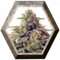 Shiskaberry 1 semilla Barney´s Farm Seeds BARNEY´S FARM SEEDS  BARNEY´S FARM