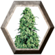 Skunk 1 3 semillas Sensi Seeds SENSI SEEDS SENSI SEEDS