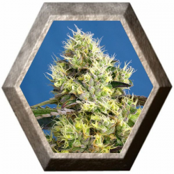 Sweet Gelato Auto 3 semillas Sweet Seeds SWEET SEEDS  SWEET SEEDS