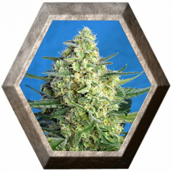 Jack 47 XL Auto 3 semillas Sweet Seeds SWEET SEEDS  SWEET SEEDS