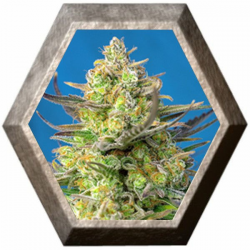 Sweet Cheese XL Auto 3 semillas Sweet Seeds SWEET SEEDS  SWEET SEEDS