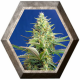 Sweet Pure Auto CBD 3 semillas Sweet Seeds SWEET SEEDS  SWEET SEEDS