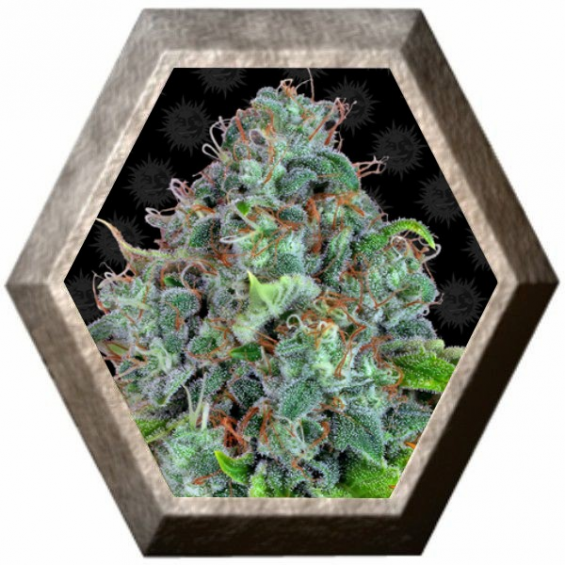 Strawberry Lemonade 1 semilla Barney´s Farm Seeds BARNEY´S FARM SEEDS  BARNEY´S FARM