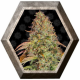 Zkittlez OG Auto 1 semilla Barney's Farm Seeds BARNEY´S FARM SEEDS  BARNEY´S FARM