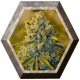 Bruce Banner 3 semillas Blim Burn Seeds BLIM BURN SEEDS BLIM BURN