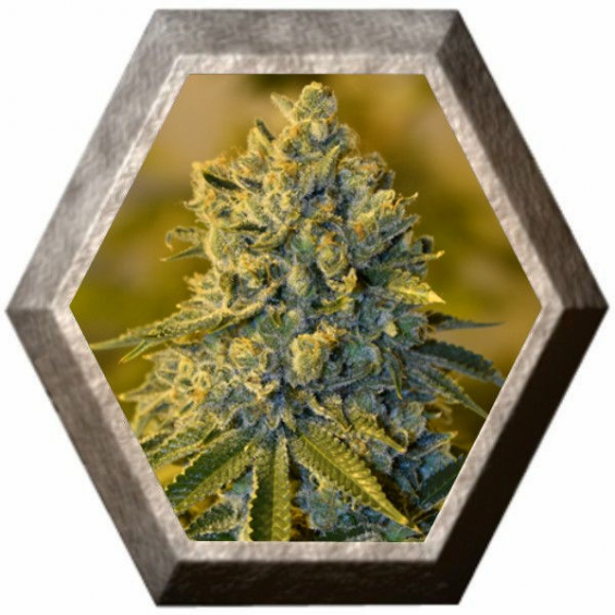 Bruce Banner 3 semillas Blim Burn Seeds BLIM BURN SEEDS BLIM BURN