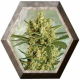 Crackers 1 Semilla SuperStrains SUPERSTRAINS SUPERSTRAINS