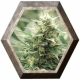 Agartha CBD 1 Semilla SuperStrains SUPERSTRAINS SUPERSTRAINS