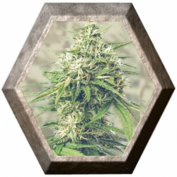 Saga CBD 1 Semilla SuperStrains SUPERSTRAINS SUPERSTRAINS