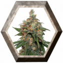 HiFi 4G 3 semillas Dutch Passion Seeds