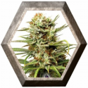 Auto White Widow 3 semillas Dutch Passion Seeds