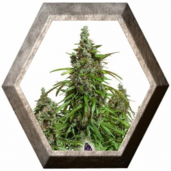 Auto Mazar 3 semillas Dutch Passion Seeds DUTCH PASSION SEEDS DUTCH PASSION SEEDS