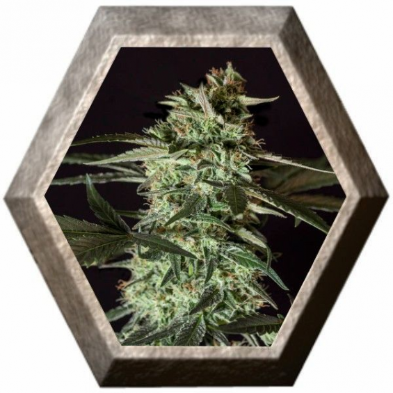 Medizinal CBD 1 semilla Genehtik Seeds GENEHTIK GENEHTIK SEEDS