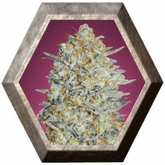 Gelato 33 3 semillas Advanced Seeds ADVANCED SEEDS ADVANCED SEEDS