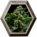 Do-G 1 semilla Ripper Seeds