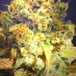 Dr Bruce Banner 1 semilla Original Sensible Seeds Original Sensible Seeds ORIGINAL SENSIBLE