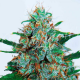 Critical Neville Haze Auto 1 semilla Delicious Seeds DELICIOUS SEEDS DELICIOUS SEEDS