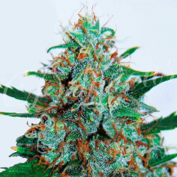 Critical Neville Haze Auto 1 semilla Delicious Seeds DELICIOUS SEEDS DELICIOUS SEEDS