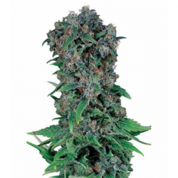 Black Kush 98 3 semillas Gea Seeds  GEA SEEDS