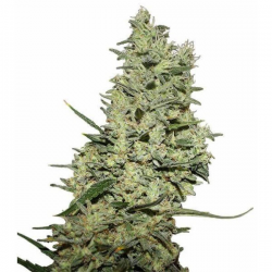 Critical ++ 3 semillas Gea Seeds  GEA SEEDS