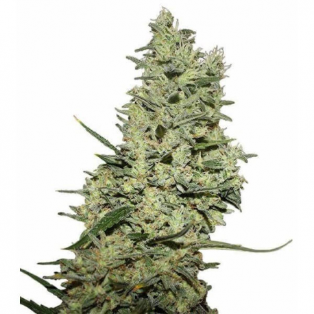 Critical ++ 3 semillas Gea Seeds  GEA SEEDS