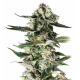 Critical Purple 3 semillas Gea Seeds  GEA SEEDS