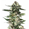 Critical Purple 3 semillas Gea Seeds