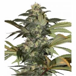 Early Skunk 3 semillas Gea Seeds  GEA SEEDS
