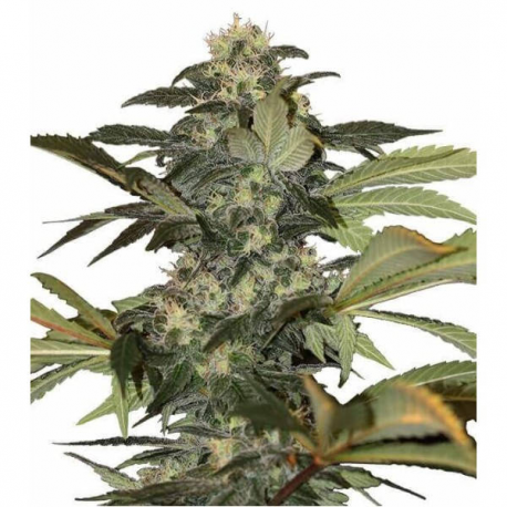 Early Skunk 3 semillas Gea Seeds  GEA SEEDS
