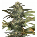 Early Skunk 3 semillas Gea Seeds