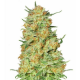 Northern Kush 3 semillas Gea Seeds  GEA SEEDS