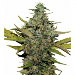 Super Skunk 3 semillas Gea Seeds  GEA SEEDS