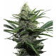 Widow 3 semillas Gea Seeds  GEA SEEDS