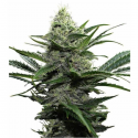 Widow 3 semillas Gea Seeds