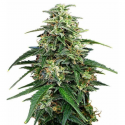 Amnesia 3 semillas Gea Seeds