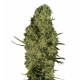 Lima Haze 3 semillas Gea Seeds  GEA SEEDS