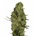 Lima Haze 3 semillas Gea Seeds