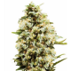 Auto Critical 3 semillas Gea Seeds  GEA SEEDS