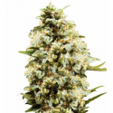 Auto Critical 3 semillas Gea Seeds