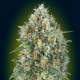 Auto Gelato 33 1 semilla Advanced Seeds ADVANCED SEEDS ADVANCED SEEDS