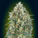 Auto Gelato 33 1 semilla Advanced Seeds